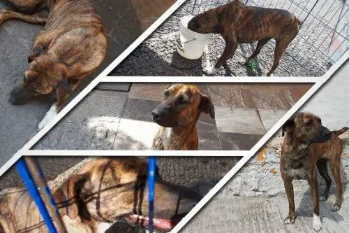 Rayitas, busca un hogar; fue abandonada y ahora necesita del amor de una familia