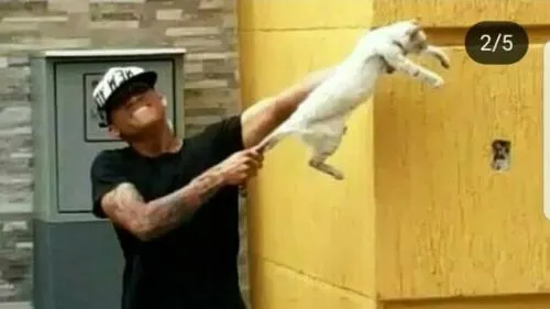 Dan de baja a futbolistas por maltratar a un gato y exhibirlo en redes sociales