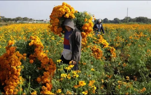 Garantizan abasto de flores para este Día de Muertos