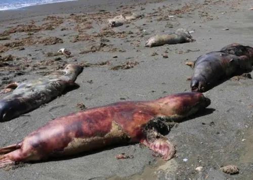 Marea roja causó la muerte de 137 lobos marinos en BCS