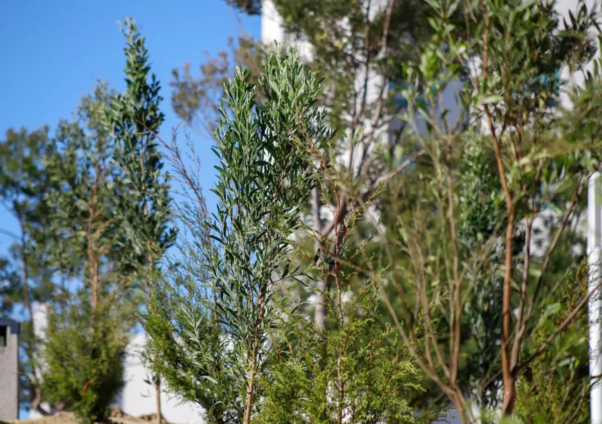 Plantan 2 mil 200 árboles en el CIS y Parque Ecológico para fortalecer el bosque urbano