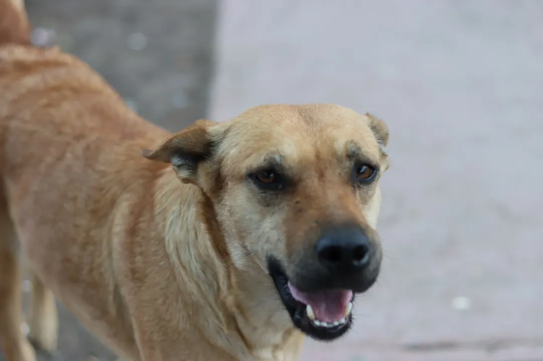 Estancia Canina