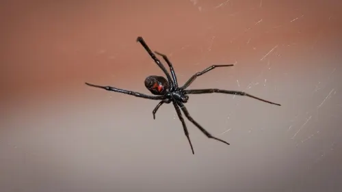 Niños se dejan picar por araña viuda; querían convertirse en Spider-Man