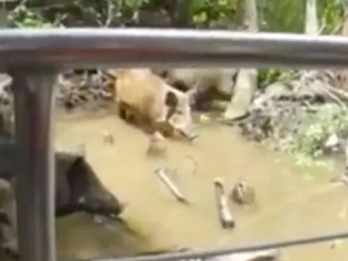 Turistas atraen a un cerdo para que lo devore un cocodrilo