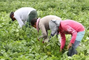 Convocan a jornaleros a trabajar en Canadá