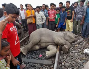 Mueren tres elefantes en la India al ser arrollados por un tren