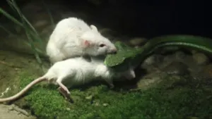 ”Ratoncito” ataca a serpiente para defender a su amigo