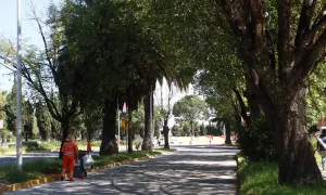 En riesgo de morir, 76% de árboles en la capital