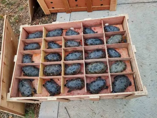 Presentan denuncia por tortugas rescatadas en el AICM; iban a China