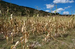 Pega sequía a varias regiones del estado