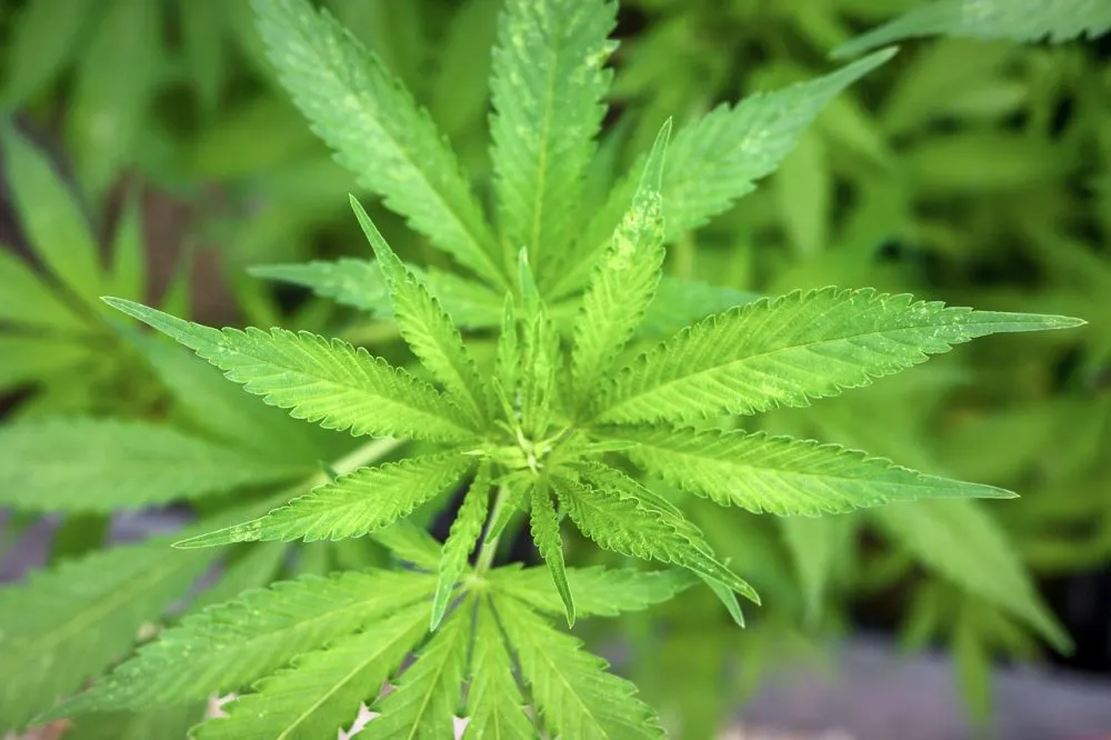 Cannabis