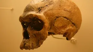 ¿Es racista el descubrimiento en Sudáfrica de una nueva especie humana?