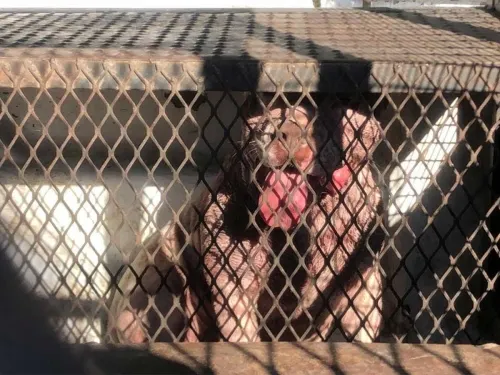 Perro pitbull mata a su dueño, un joven de 18 años