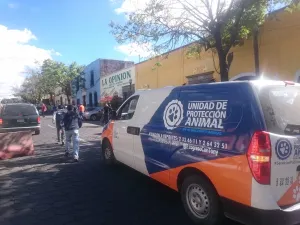 Ayuntamiento rescata perros de venta ilegal en Analco