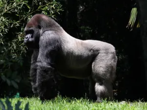 Con Bantú hubo mal manejo en traslado: testigos