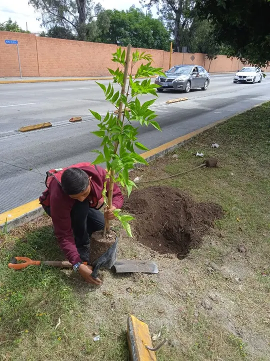 Ayuntamiento de Puebla arboriza camellones con especies nativas