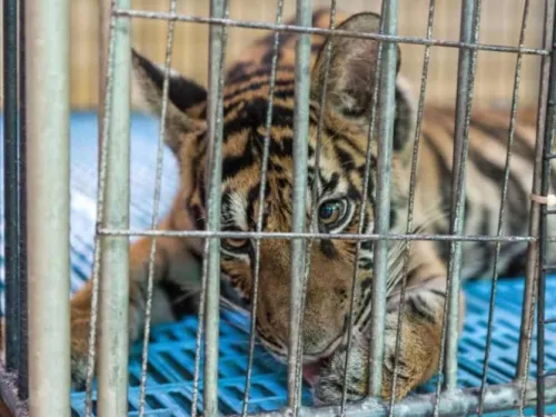 Lanzan campaña para prohibir comercio de vida silvestre en el mundo