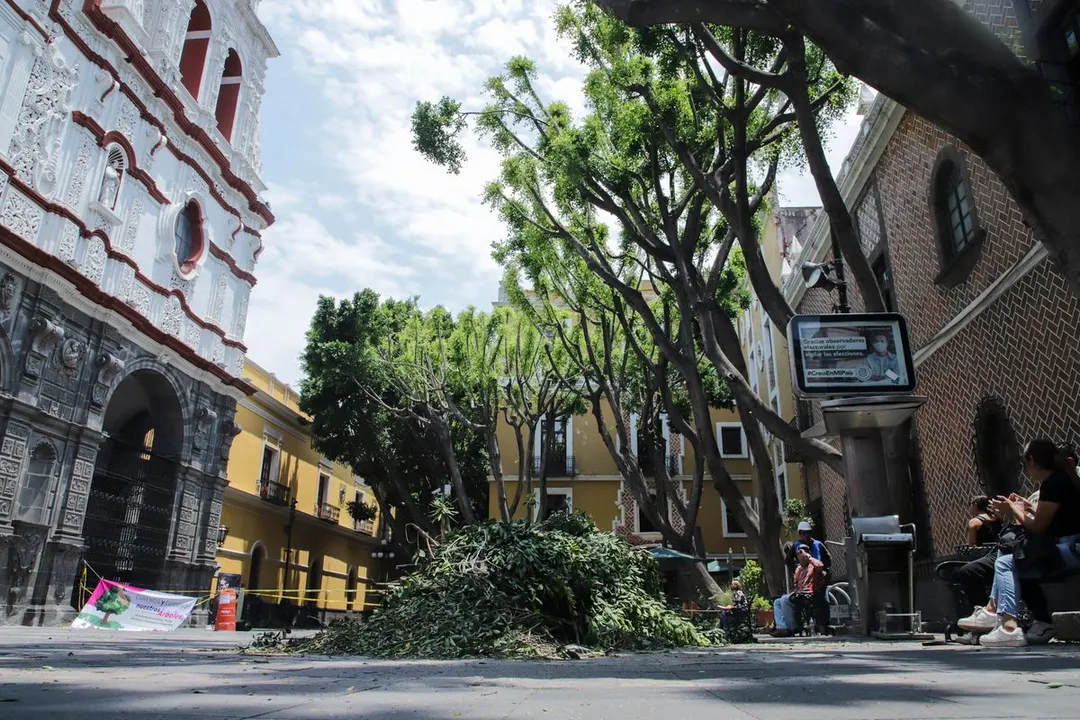 Poda Arboles Plaza De La Concordia