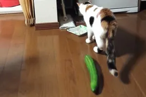 ¿Por qué no debes asustar a los gatos con pepinos?