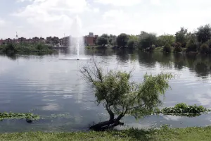 Con lluvias, aparece fauna nociva en la Laguna de Chapulco