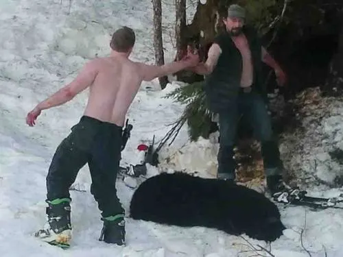 Captan brutal asesinato a una osa y sus crías en Alaska
