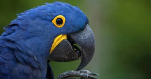 El pájaro de la película “Río” se ha extinguido en la naturaleza