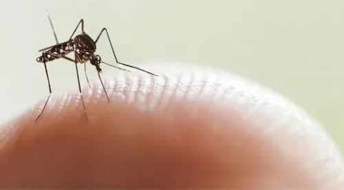 El brote de zika oculto en Cuba