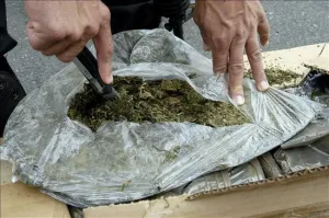 Federales decomisan 9 kilos de marihuana en Venustiano Carranza