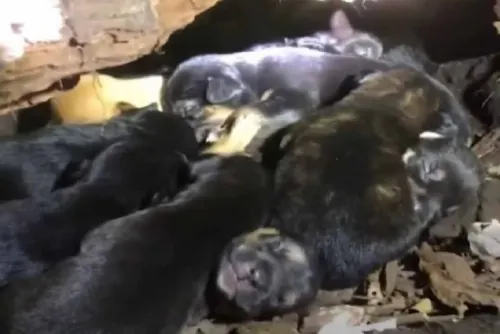 Perrita con una pata lastimada pide ayuda para rescatar a sus cachorros
