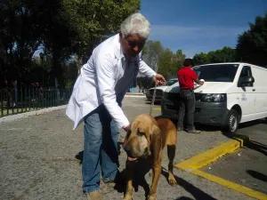 Ayuntamiento realiza operativo para evitar venta clandestina de animales