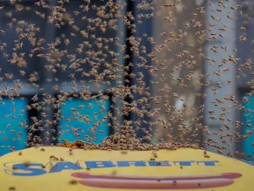 Video-Fotos: Enjambre de abejas causa alboroto en Times Square