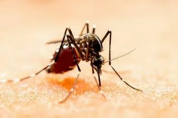 Ya son 71, los municipios de Puebla que presentan casos de dengue : Secretaría de Salud