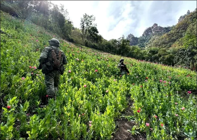 En acciones coordinadas del Gabinete de Seguridad, se llevaron a cabo detenciones y cateos en distintos estados 
