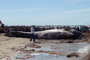 Ballena muerta en Yucatán moviliza a Profepa y Semar