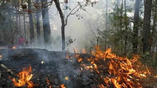 Reporta Protección Civil estatal siete incendios forestales activos
