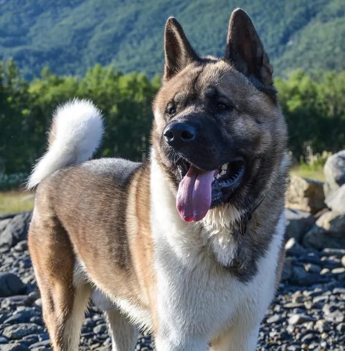 Akita americano