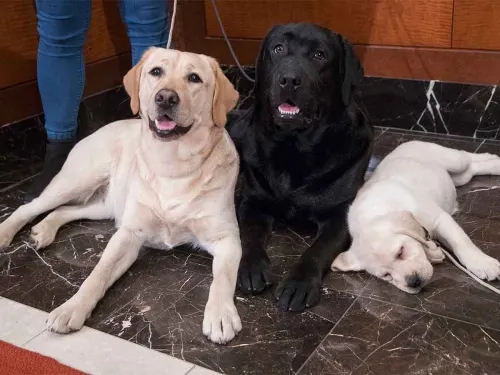 La ciencia ha comprobado que los perros son capaces de identificar a gente con malas intenciones