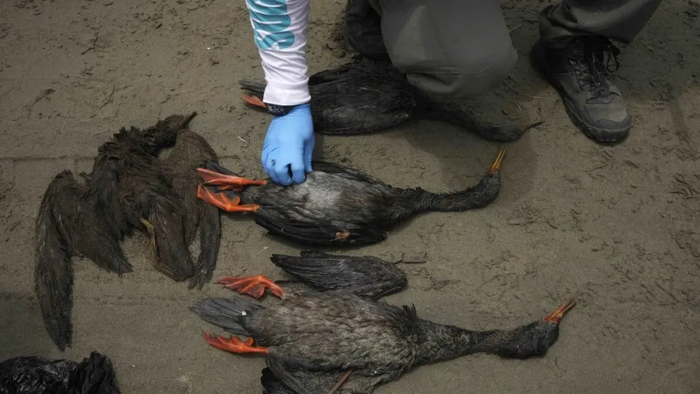 Derrame aves petróleo Perú