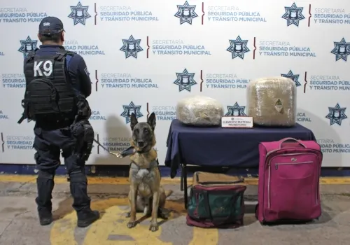 Aseguró SSPTM alrededor de 16 kilogramos de posible marihuana