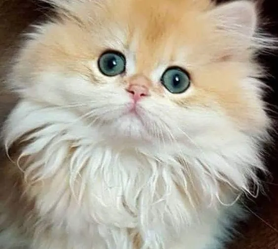 Día del gato: 3 veces en el año