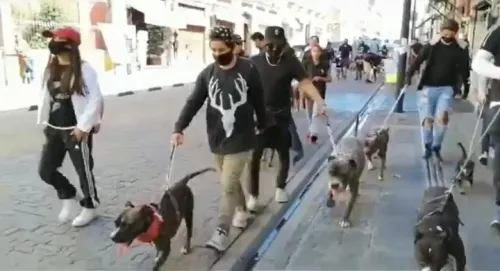 Con marcha, piden no usar a los pitbull en peleas de perros 