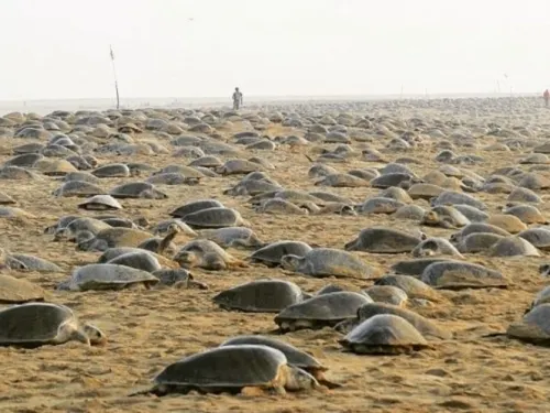 Tortugas invaden una playa vacía para anidar por primera vez después de años