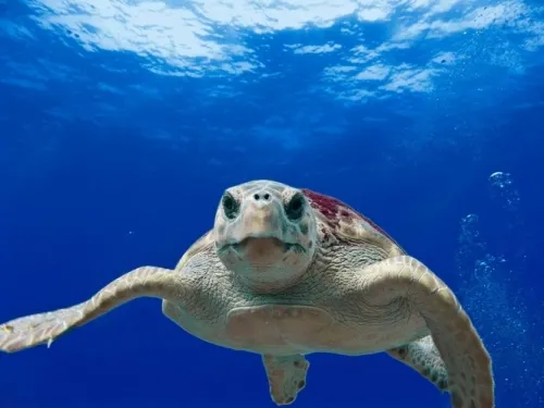 Encuentran tumores en dos tortugas en peligro de extinción
