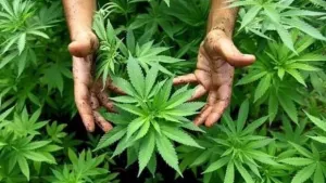 Colombia sí legalizará uso de cannabis con fines medicinales