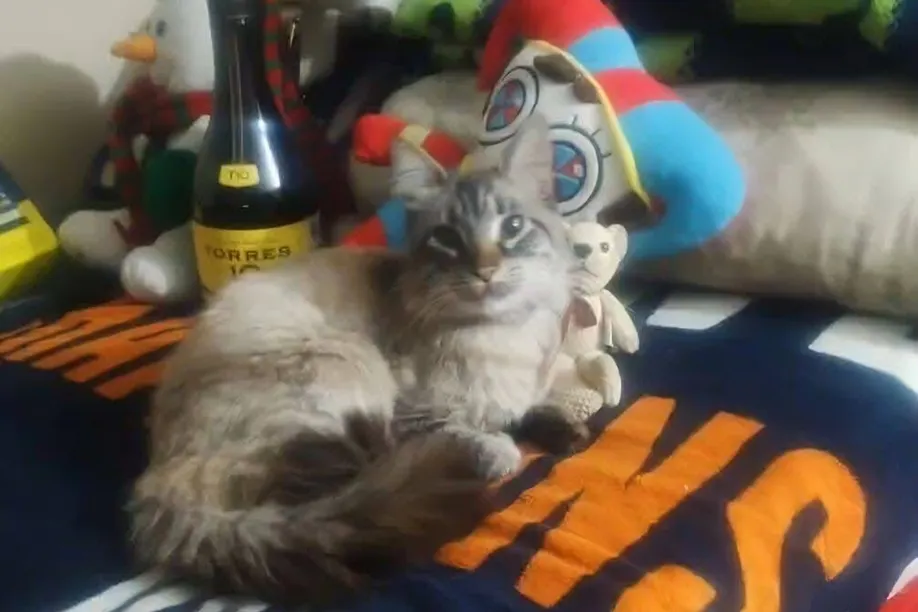 Zafiro Gato Cobrador Ruta Morados
