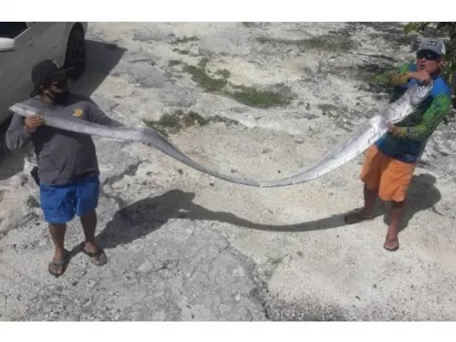 ¿El pez remo encontrado en Cozumel presagió el sismo?