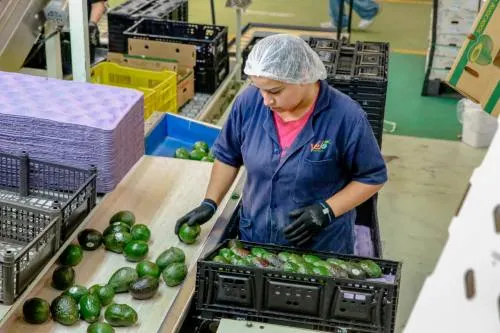 Prevé Sagarpa que producción de aguacate supere las dos millones de toneladas este año
