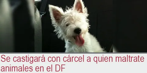 Se castigará con cárcel a quien maltrate animales en el DF