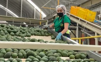Suspende EU importación de aguacate michoacano, tras amenazas