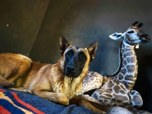 ¡Ah, caray! Perrito se hace amigo de jirafa huérfana; son inseparables